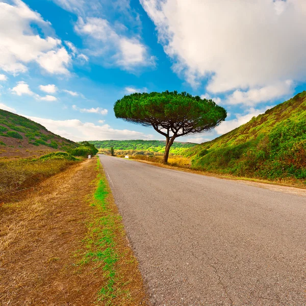 Strada asfaltata — Foto Stock