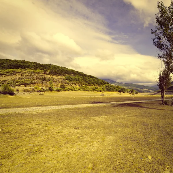 Baum — Stockfoto