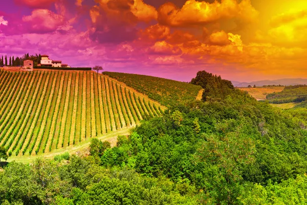 Vineyard at Sunset — Stock Photo, Image