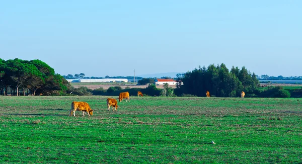 Weide — Stockfoto