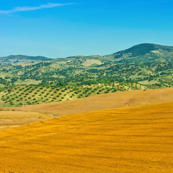 Olive Groves — стокове фото