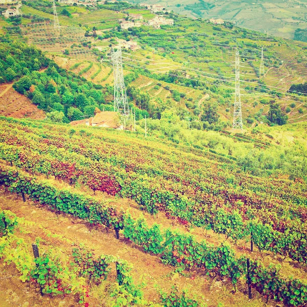 Vineyards — Stock Photo, Image