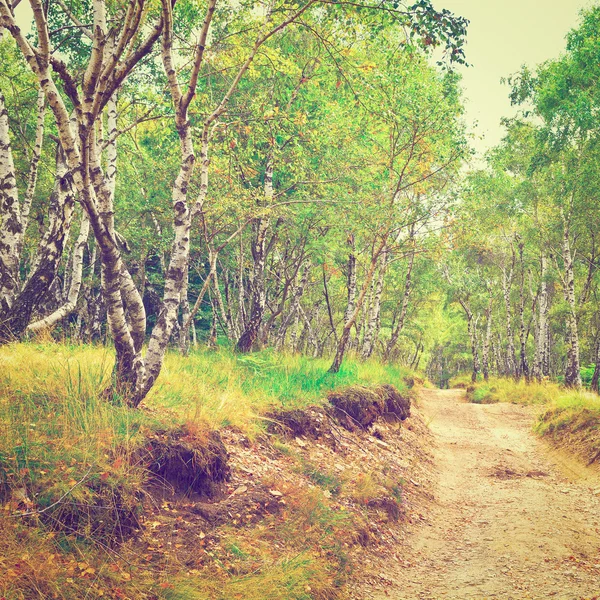 Floresta — Fotografia de Stock