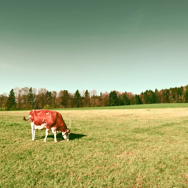 Cows — Stock Photo, Image