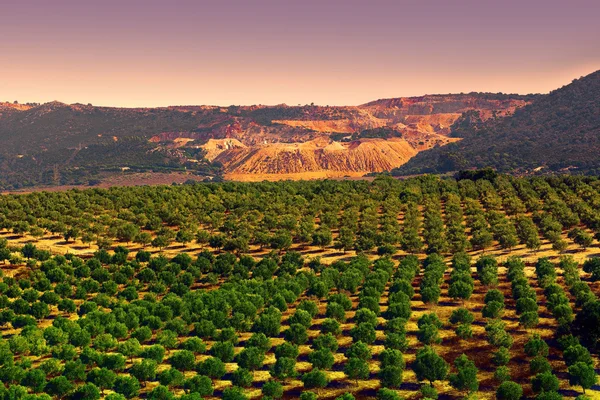 Olive Plantation — Stock Photo, Image