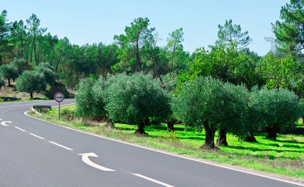 Asfalt yolu — Stok fotoğraf