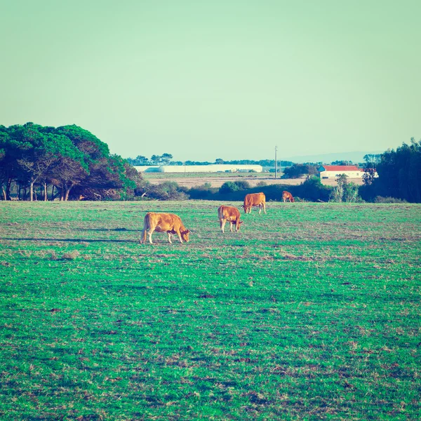 Пастбища Португалии — стоковое фото