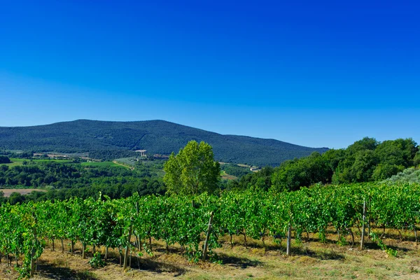 Paisaje en Toscana —  Fotos de Stock