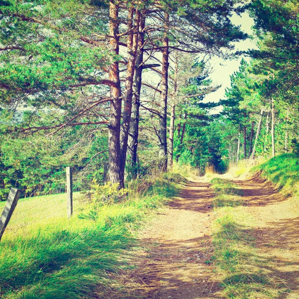 Forest Road — Stock Photo, Image