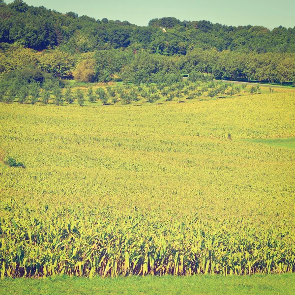 Plantação de milho — Fotografia de Stock