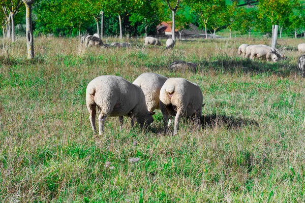 Koyun — Stok fotoğraf