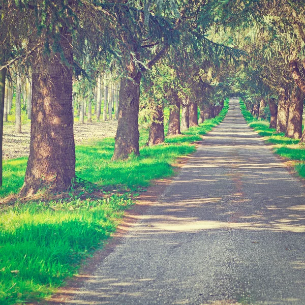 Forest road — Stockfoto