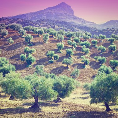 Zeytin Groves gün batımında