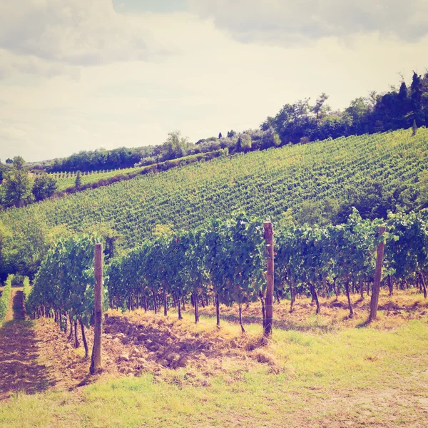 Vineyards — Stock Photo, Image