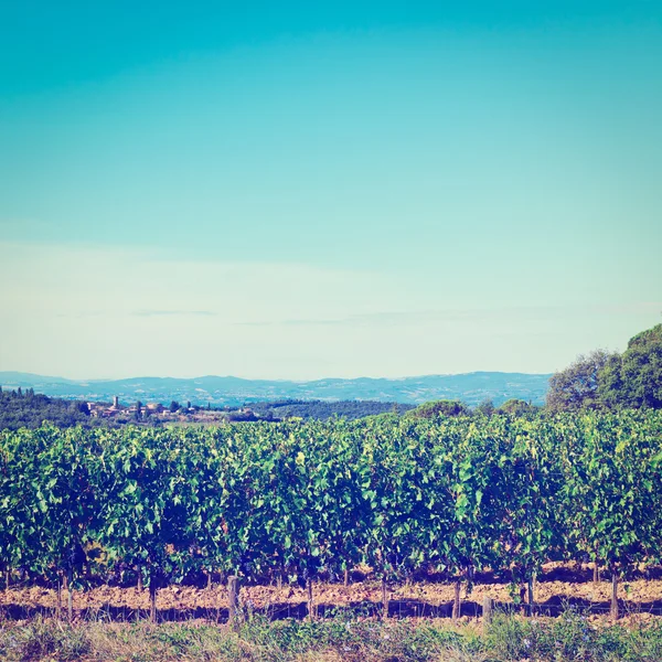 Weinberg — Stockfoto