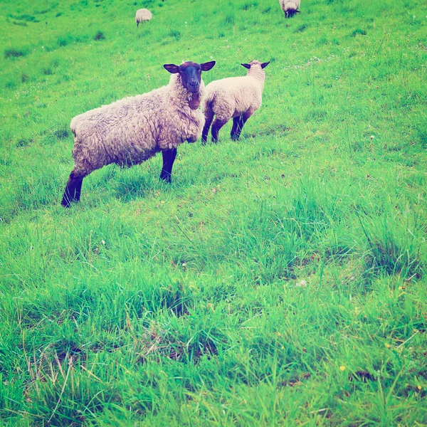 Sheep — Stock Photo, Image