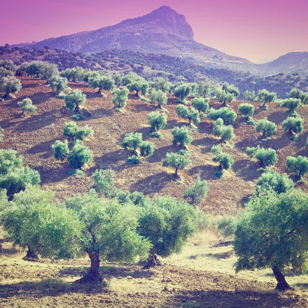 Oliveti al tramonto — Foto Stock