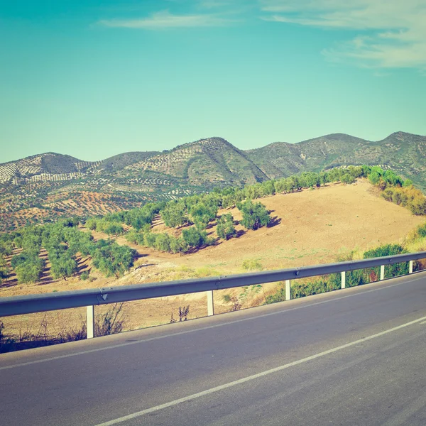 Estrada entre bosques — Fotografia de Stock