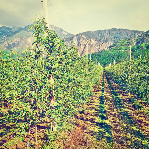 PEAR Plantation — Stockfoto