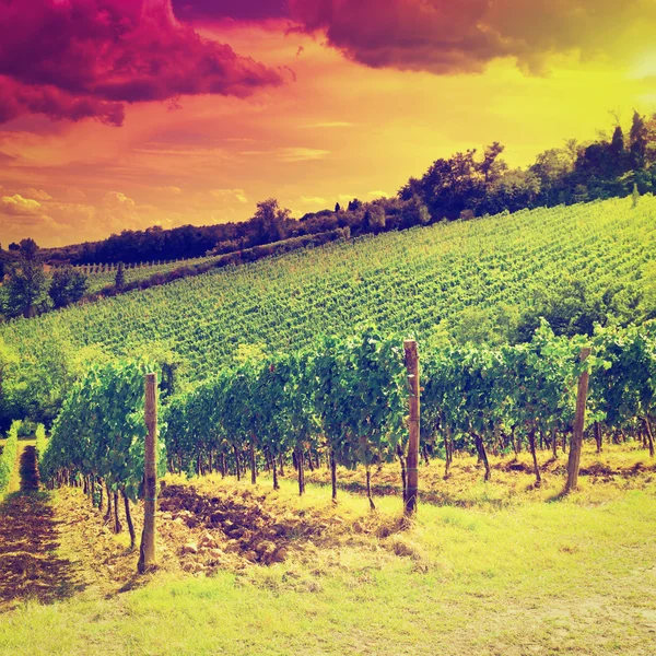 Vineyards at Sunset Royalty Free Stock Images