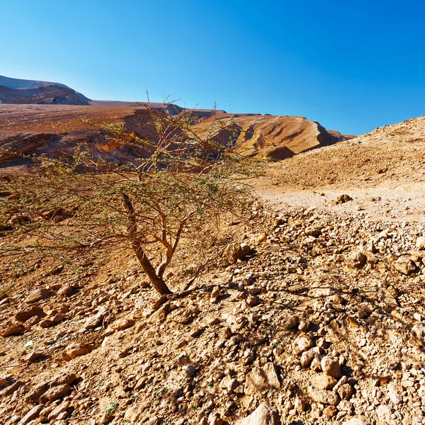 Negev — Zdjęcie stockowe