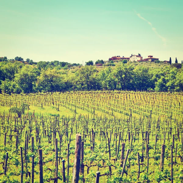 Vineyards — Stock Photo, Image