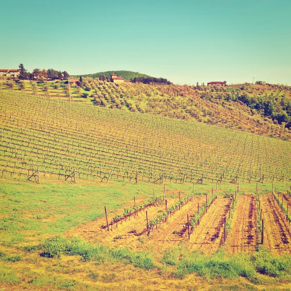 Vineyard — Stock Photo, Image