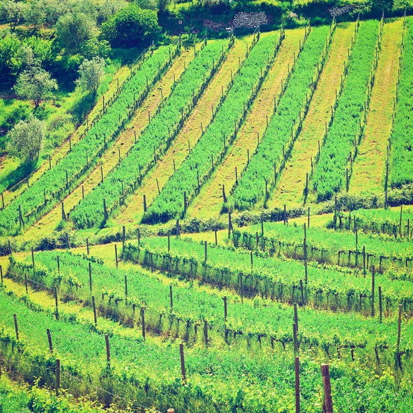 Vignoble — Photo