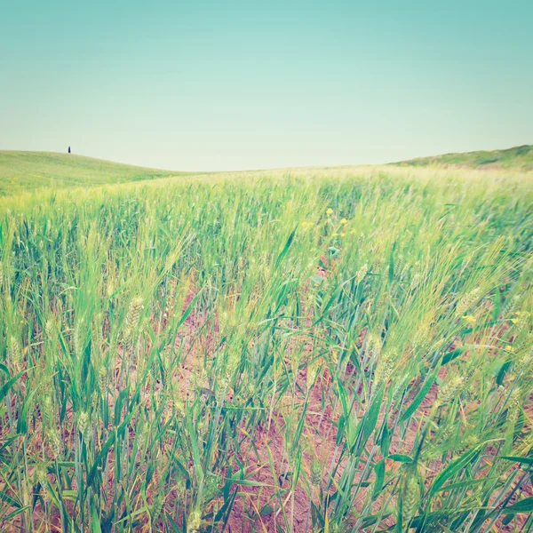 Campos de trigo — Fotografia de Stock