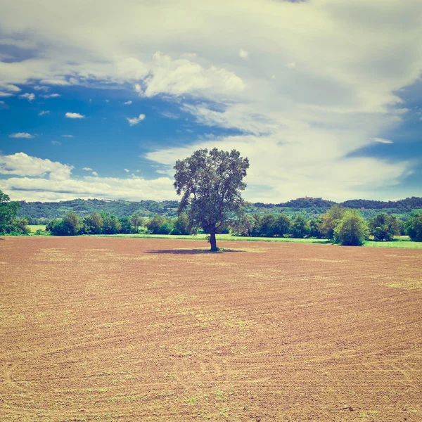 Campos fluidos — Foto de Stock