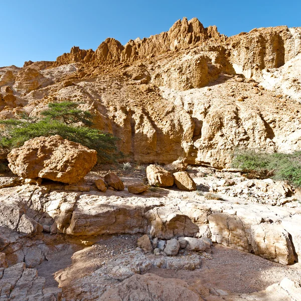 Desert in het voorjaar van — Stockfoto