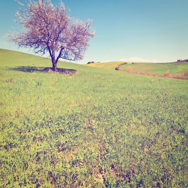 Árbol floreciente —  Fotos de Stock