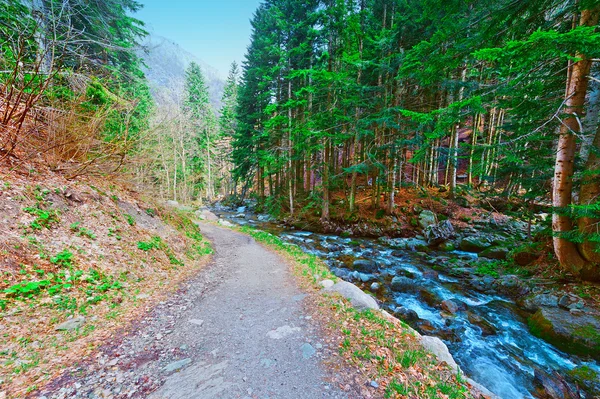 Camino forestal —  Fotos de Stock