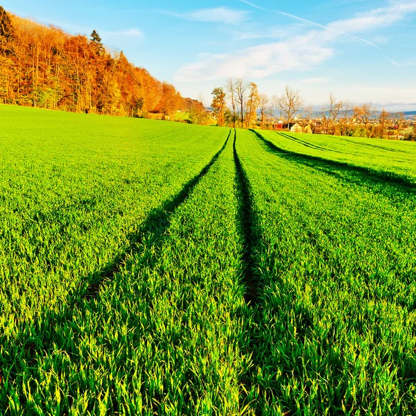 Green Grass — Stock Photo, Image