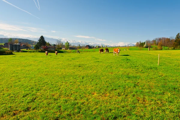 Graaskoeien — Stockfoto