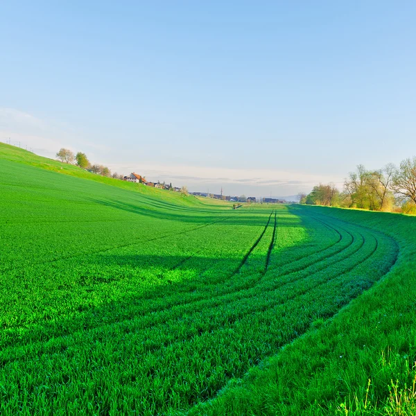 Betesmark — Stockfoto