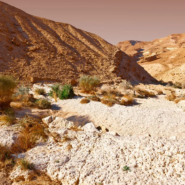 Deserto — Fotografia de Stock