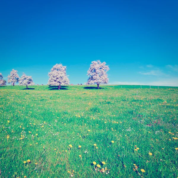 Flowering Trees — Stock Photo, Image