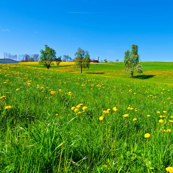 Weiden — Stockfoto