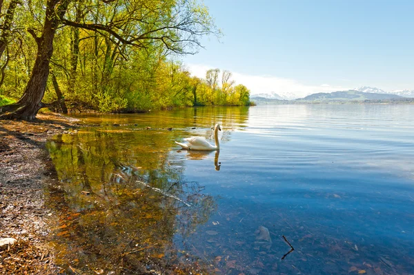 Cigno bianco — Foto Stock