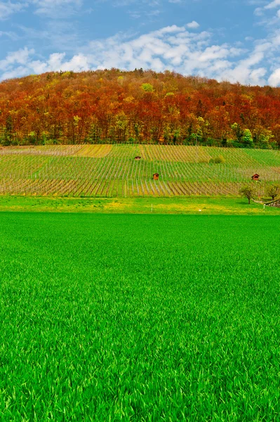 Pascolo e vigneto — Foto Stock