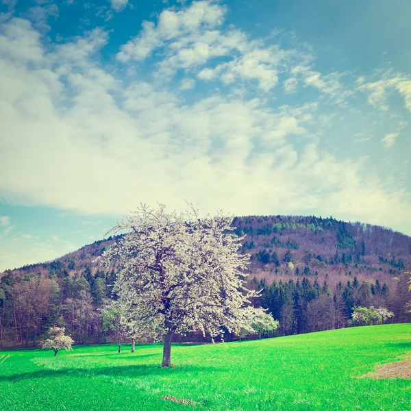 Flowering Trees — Stock Photo, Image