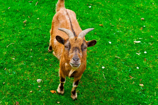 Goat — Stock Photo, Image