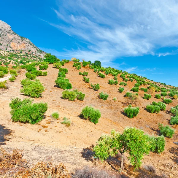 Olijfboomgaard — Stockfoto