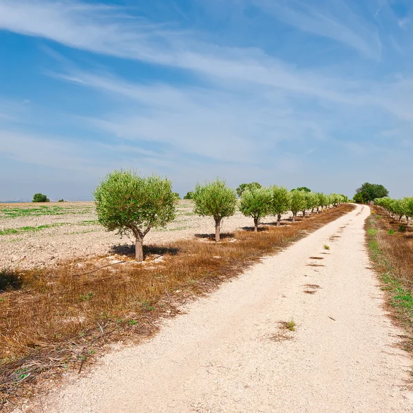 Vicolo di oliva — Foto Stock