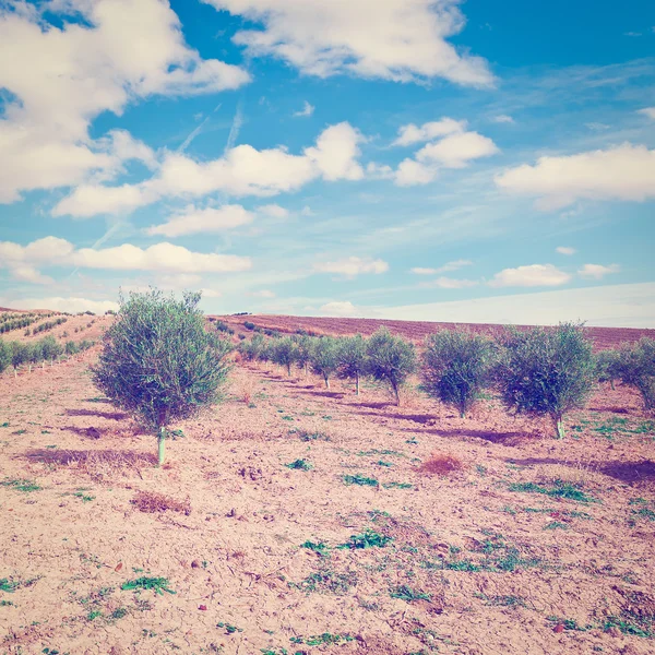 Olive Grove — Stock Photo, Image