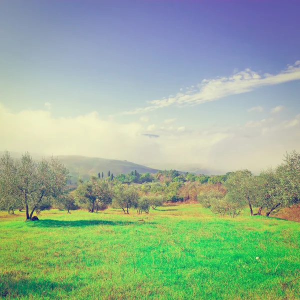 Olive grove — Stok fotoğraf