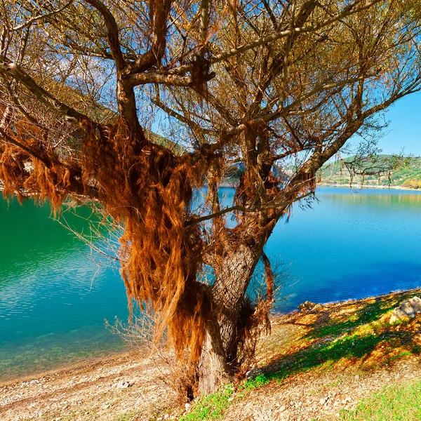 Lake — Stock Photo, Image