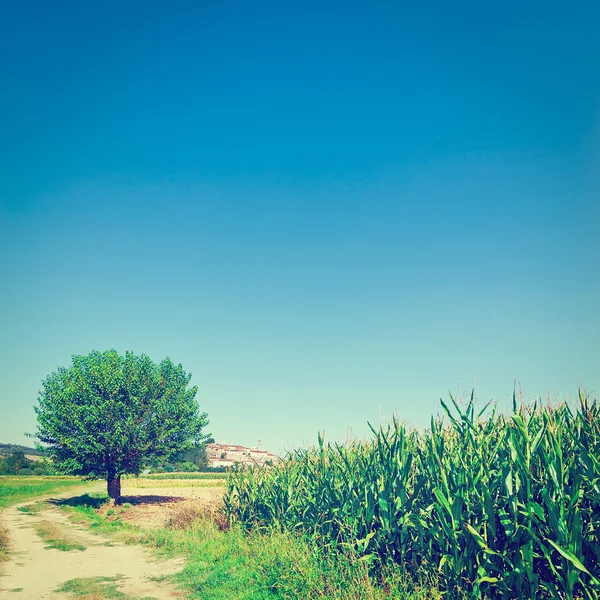 Estrada de terra — Fotografia de Stock