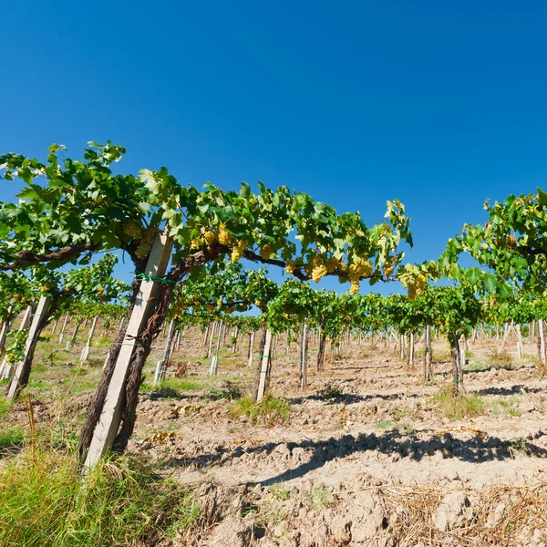 Vineyard — Stock Photo, Image